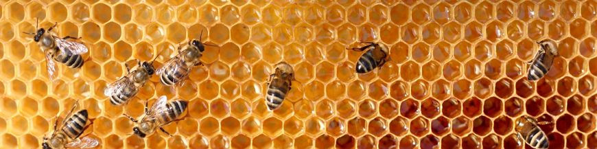 Včelí produkty